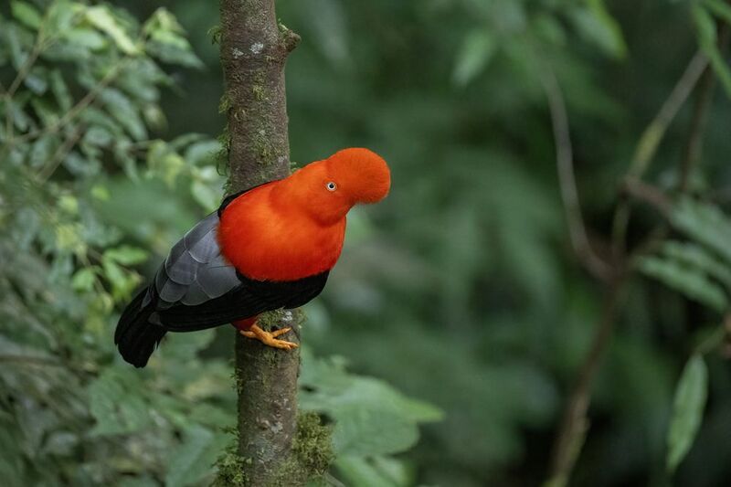 Andean Cock-of-the-rock фото превью