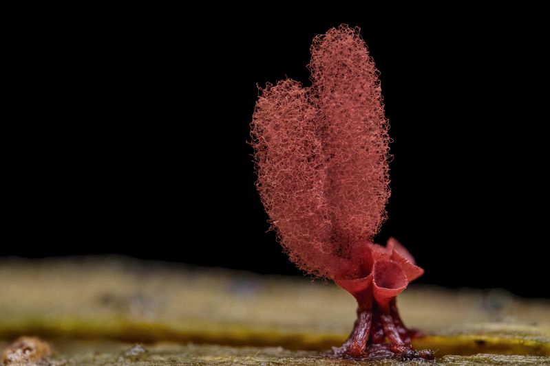 Bunny фото превью