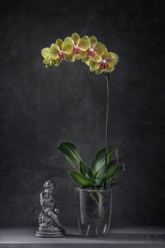 цветы, орхидея Пульсация фото превью