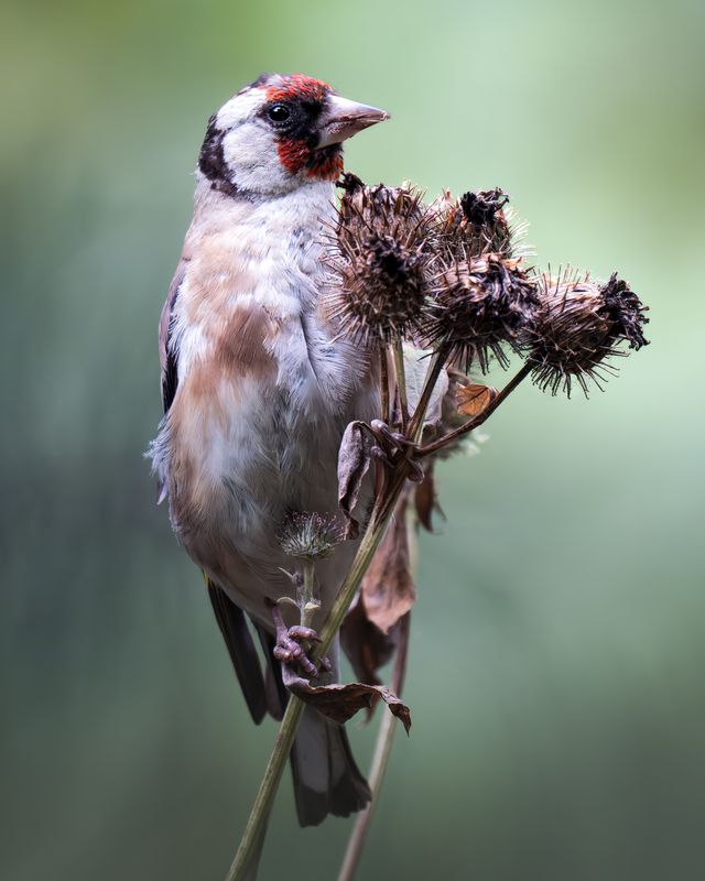 Черноголовый щегол (Carduelis carduelis)  фото превью