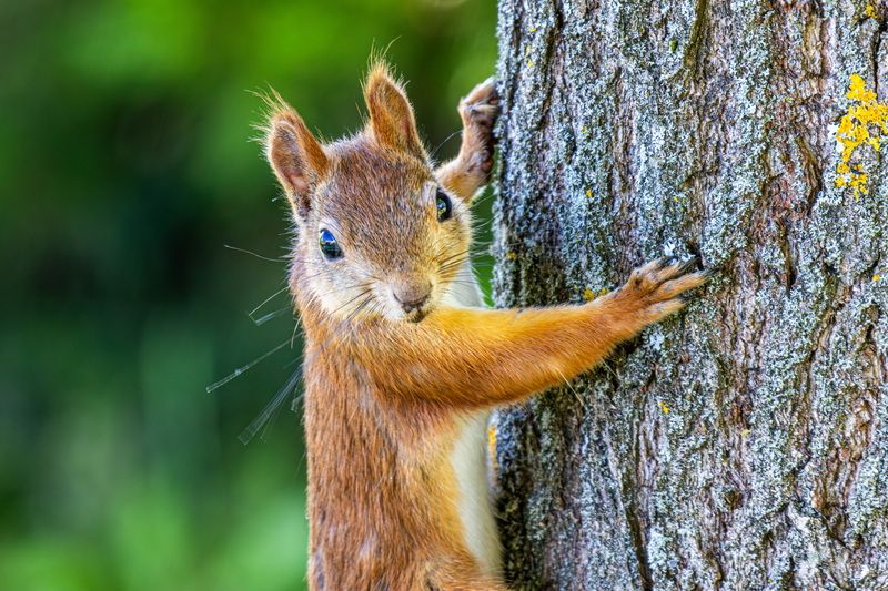 Марфа-рассадница ореховых деревьев фото превью