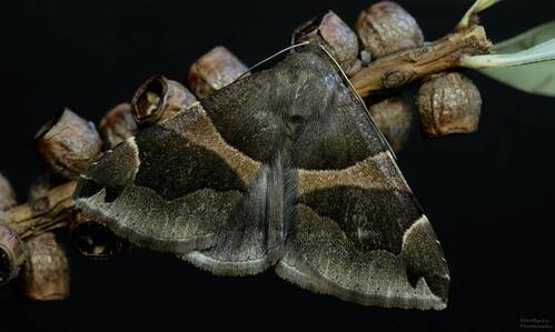 Совка расписная