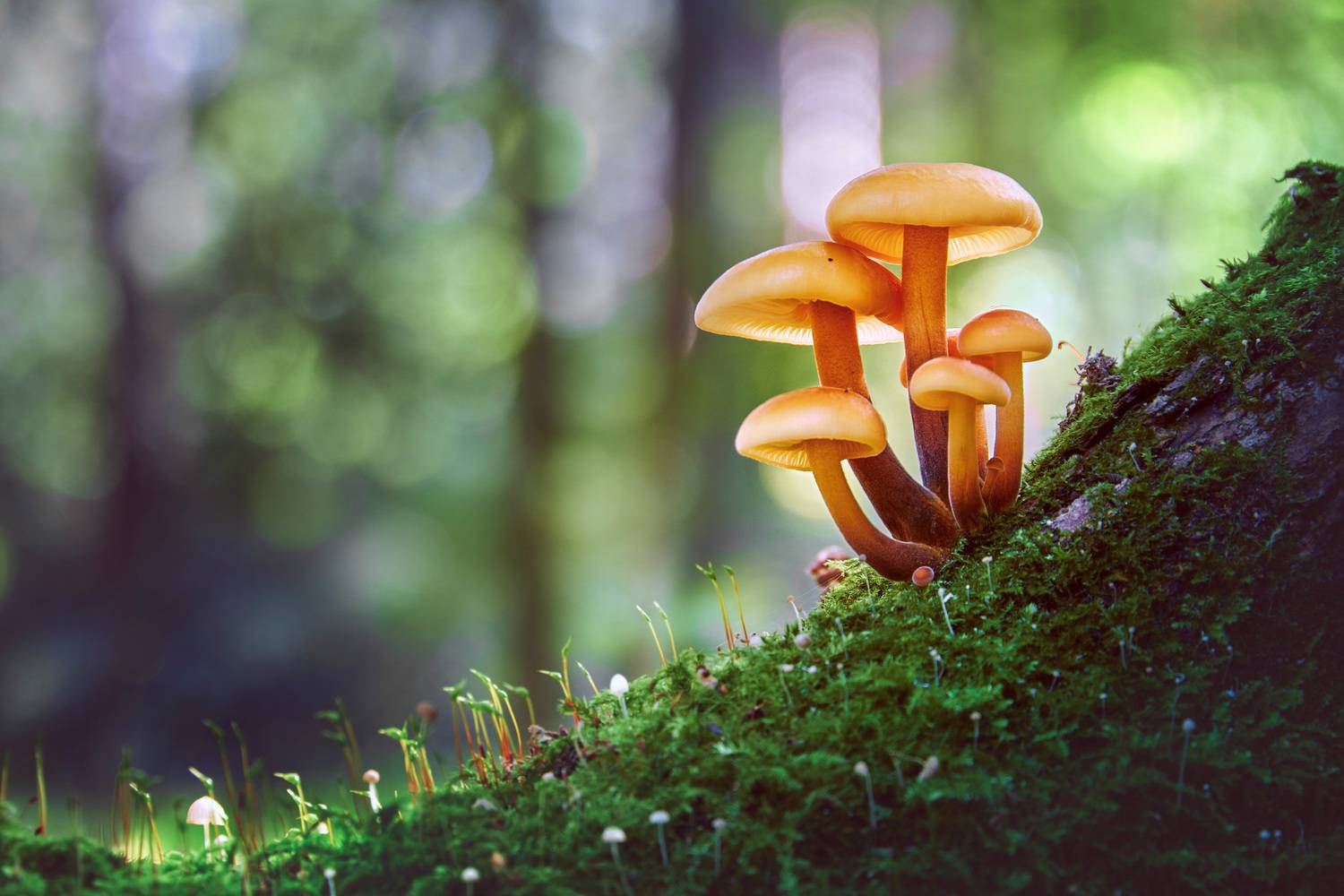 грибы, лес, Валерий Вождаев