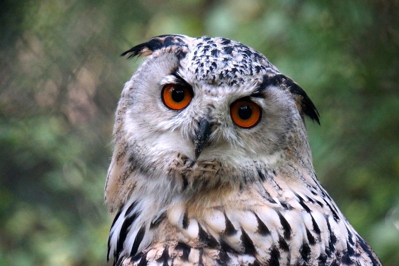 Филин. фото превью