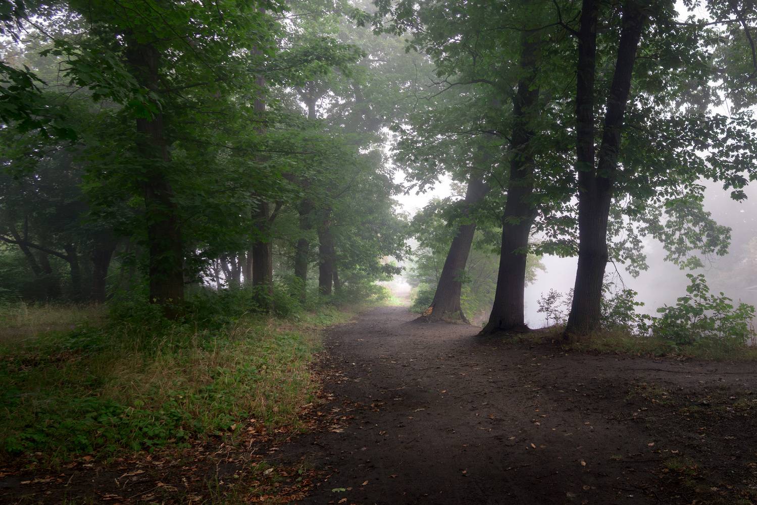 fog, morning, landscape, park, misty, Виктор Тулбанов