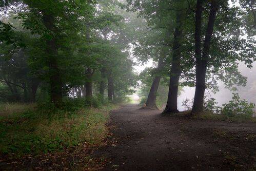 ***Foggy morning***