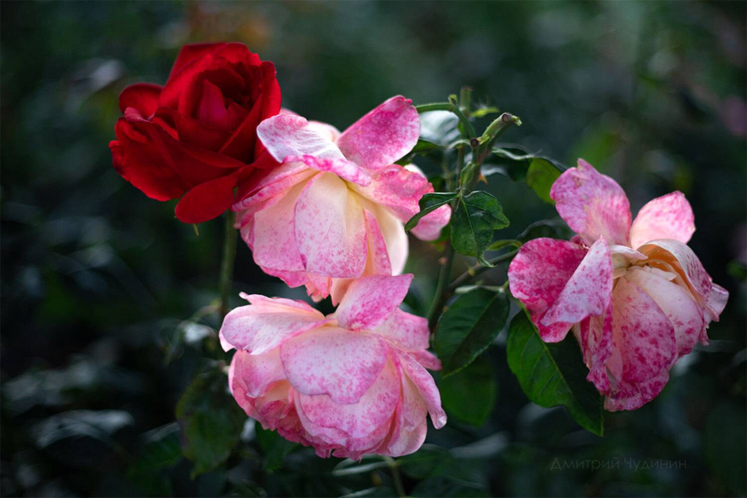 , Чудинин Дмитрий