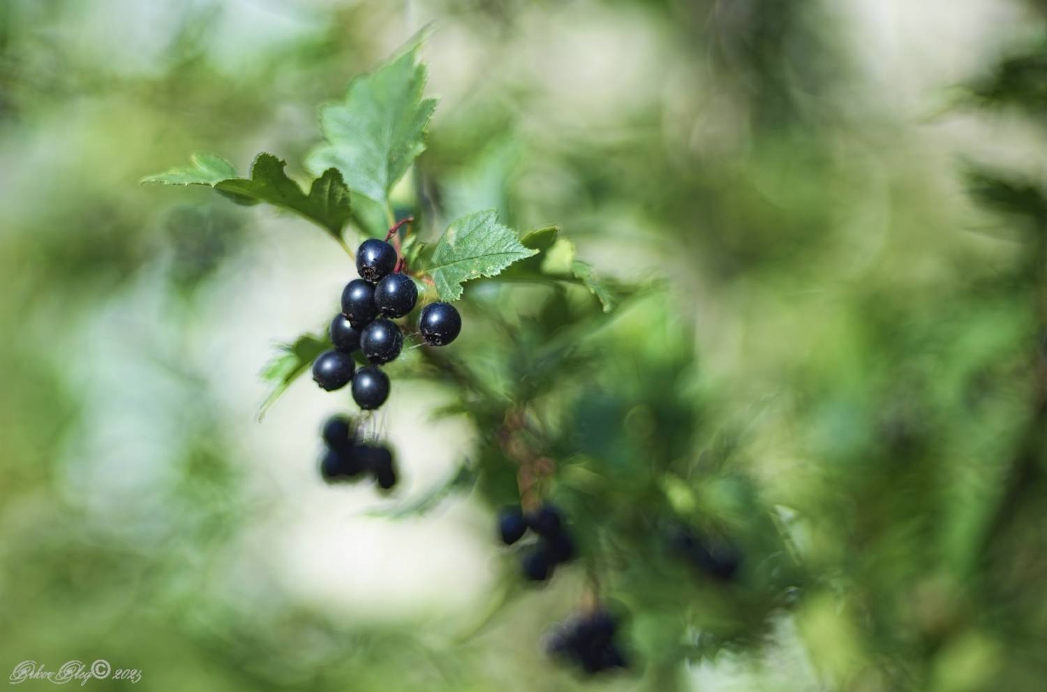 , Орлов Олег