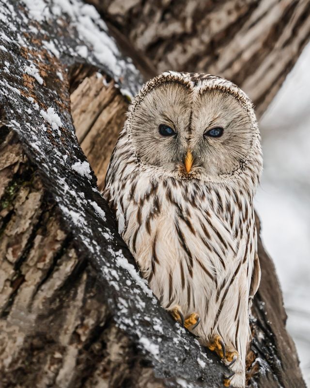 сова, уральская неясыть, птицы, неясыть, длиннохвостая неясыть Длиннохвостая неясыть фото превью