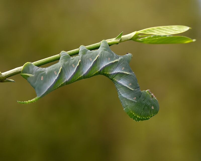 бражник, макро, macro Tobacco hornworm - Бражник табачный фото превью