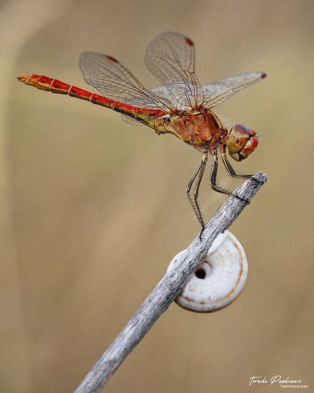 DRAGONFLY фото превью