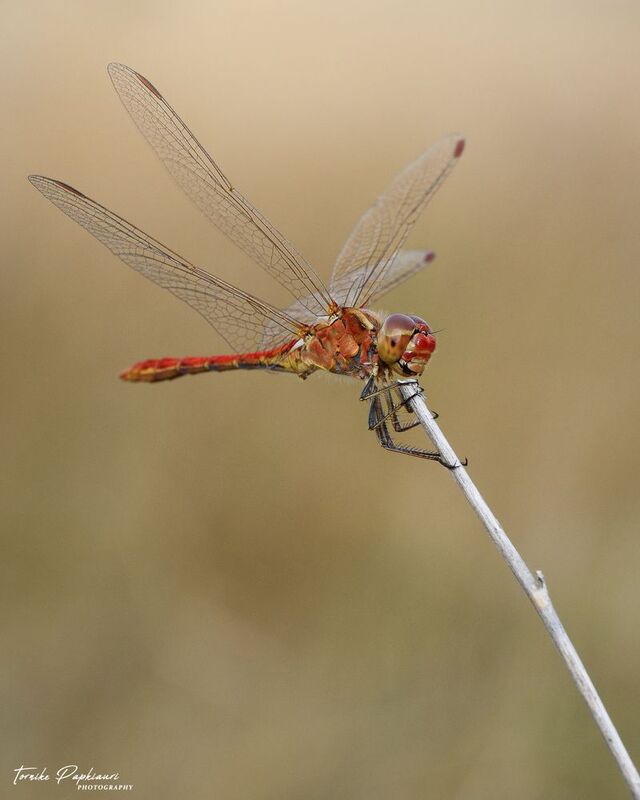 DRAGONFLY фото превью