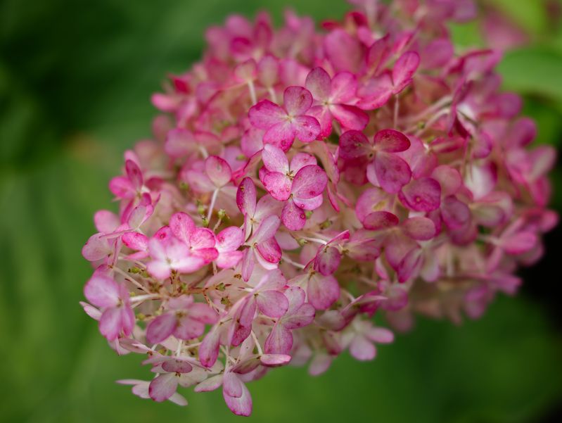 Этюды с Sigma BF фото превью