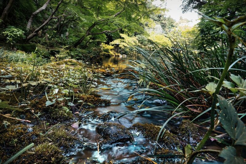 #Plant #Water #Natural landscape #Terrestrial plant #Sunlight #Tree #Fluvial landforms of streams #Riparian zone #Groundcover #Landscape Stream фото превью
