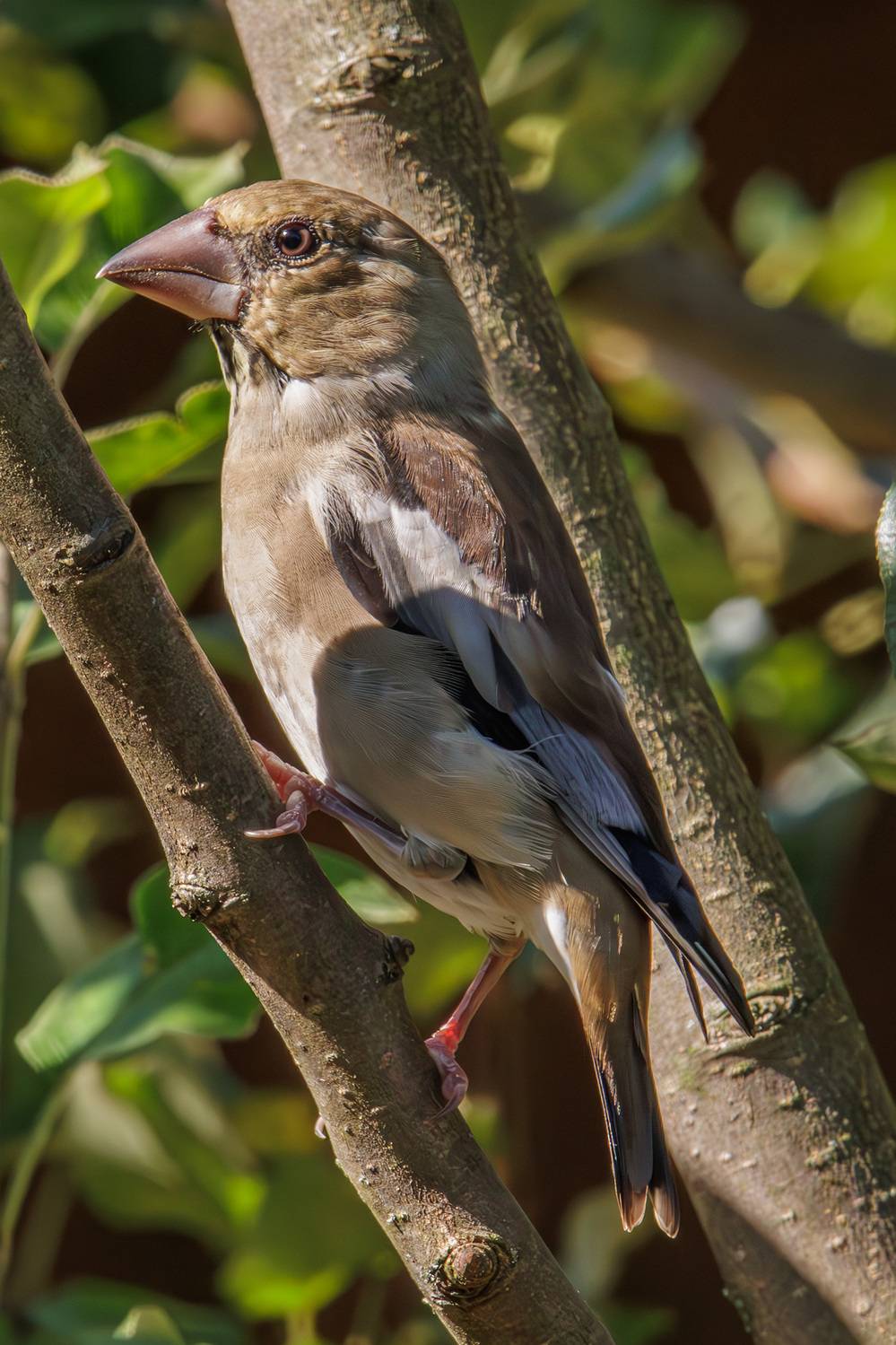 , Морозов Сергей
