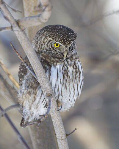 Воробьиный сычик