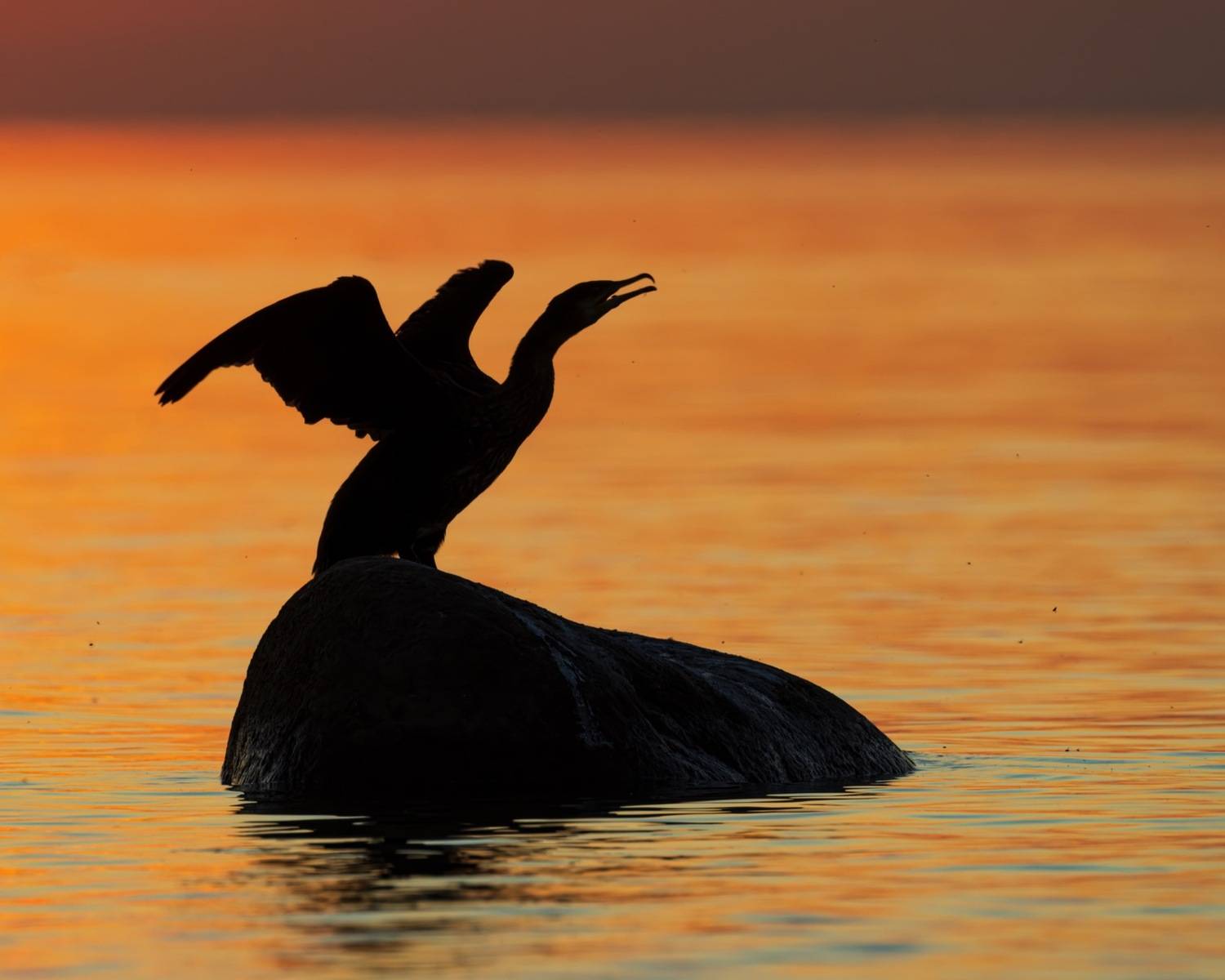 баклан, закат, финский залив, птицы, силуэт, Ruslan Pl