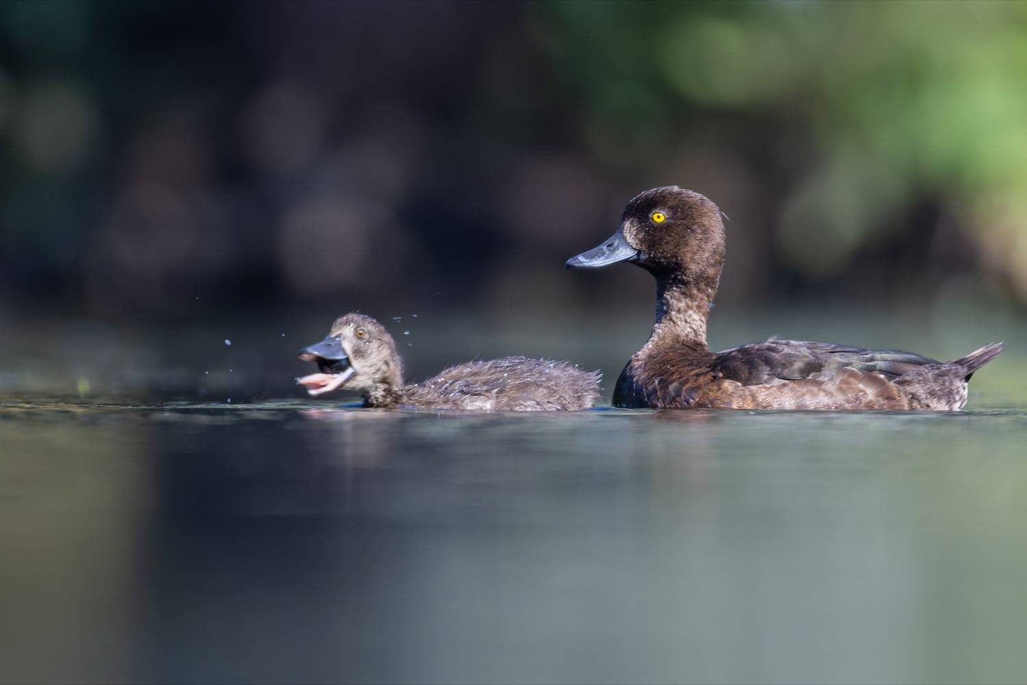 хохлатая чернеть, утка, нырок, птицы, пруд, утенок, Ruslan Pl