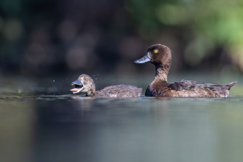 хохлатая чернеть, утка, нырок, птицы, пруд, утенок  фото превью