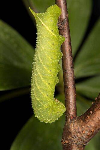 Paonias excaecatus