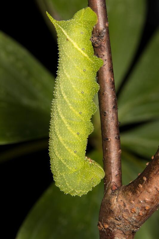 Paonias excaecatus фото превью