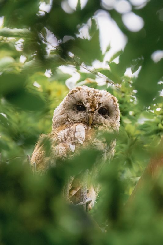 Страж тишины фото превью