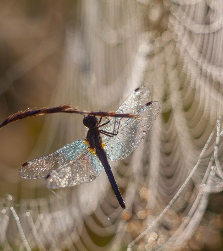 стрекоза  фото превью
