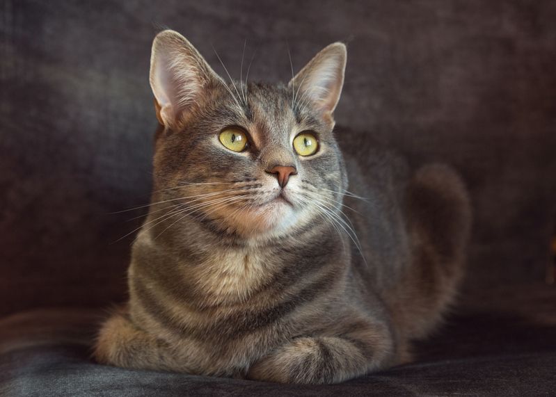 Портрет молодого кота. фото превью