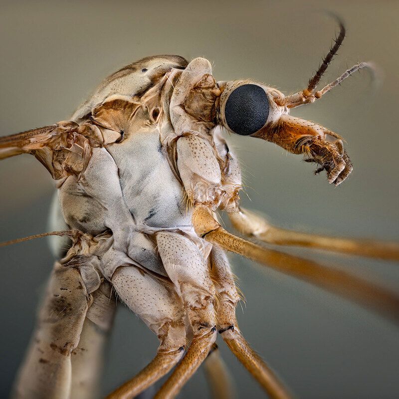 tipulidae, diptera, tipula paludosa, вредная долгоножка Плохиш фото превью