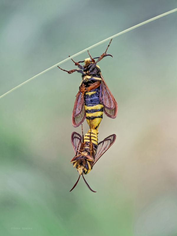 стеклянница Затейники фото превью