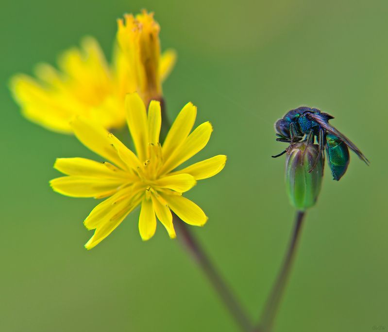 оса блестянка #оса2 фото превью