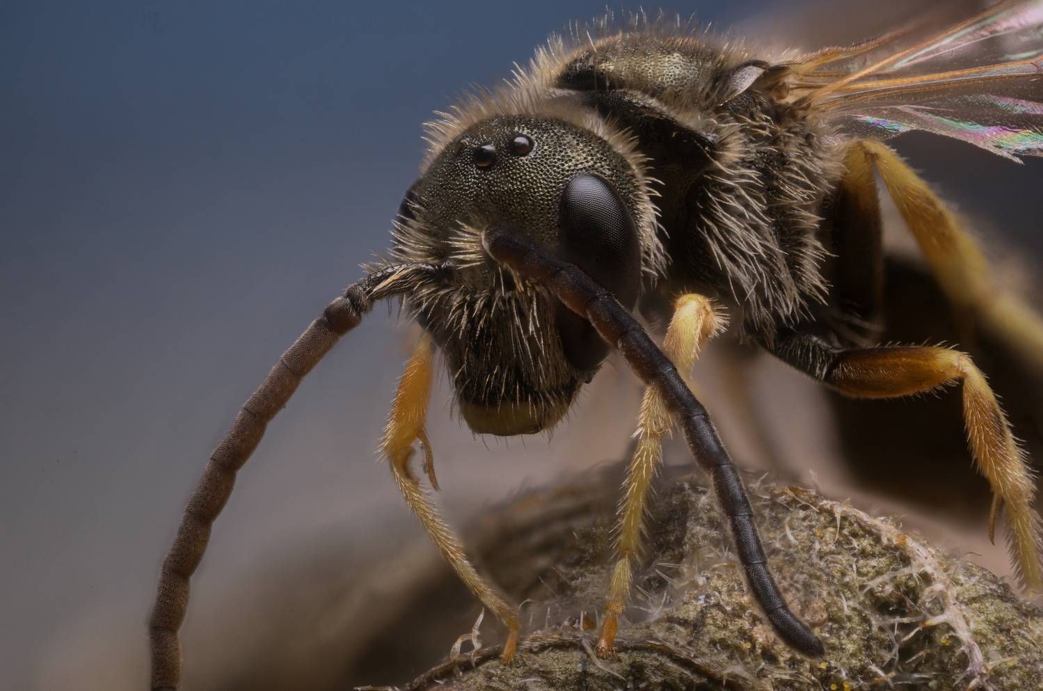 , Иван Золин