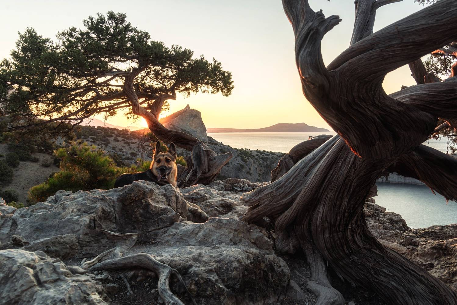 Крым, собака, Россия, Новый свет, рассвет, Андрей Малыгин