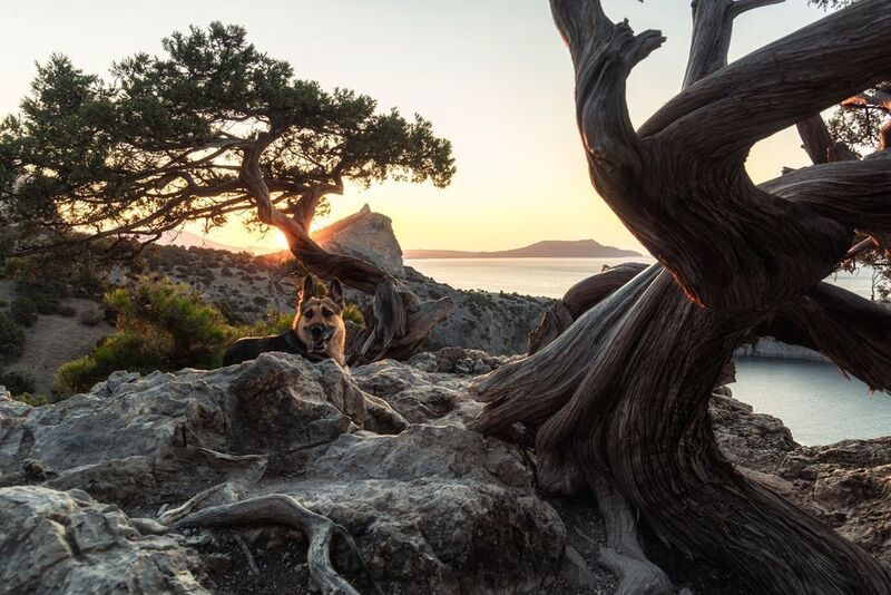 Крым, собака, Россия, Новый свет, рассвет Отдых на перевале фото превью