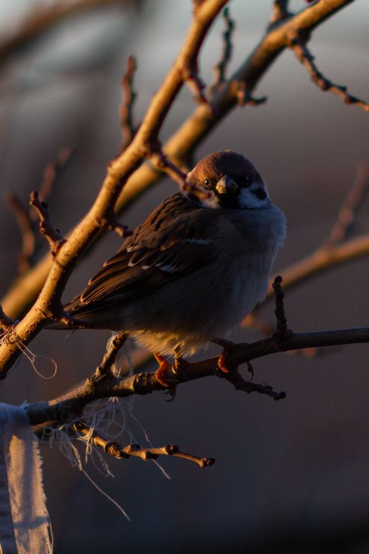 Passer montanus фото превью
