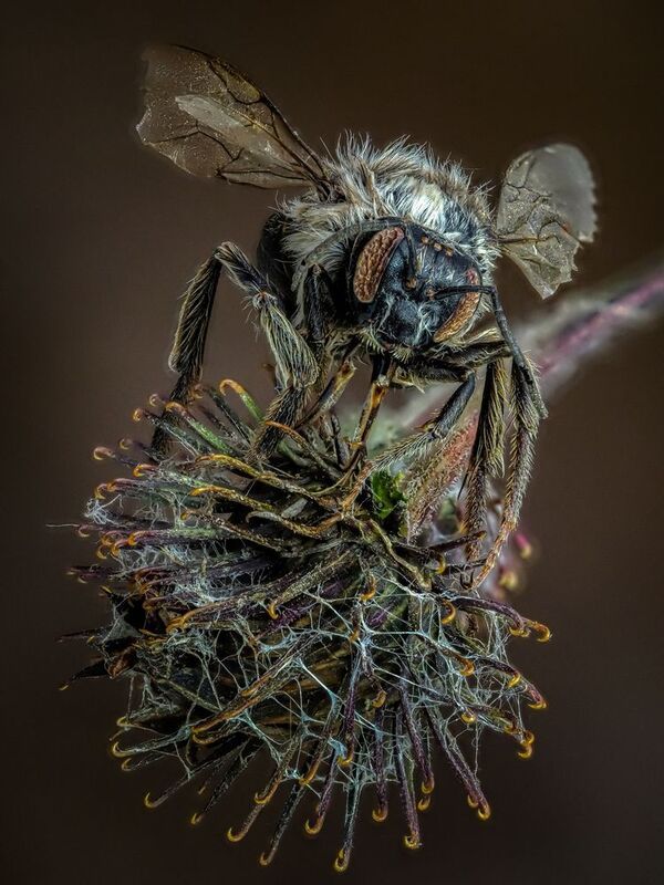 Мумия пчелы. фото превью