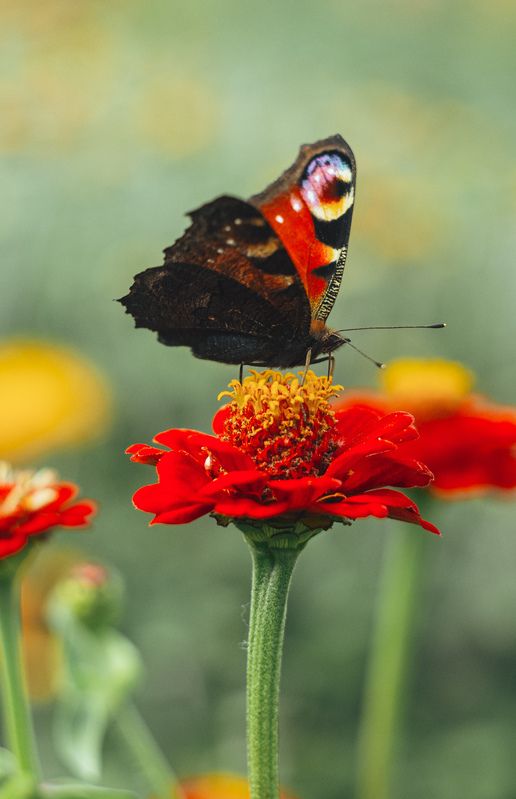 бабочка, макросъёмка, макро фотограф, На обеде фото превью
