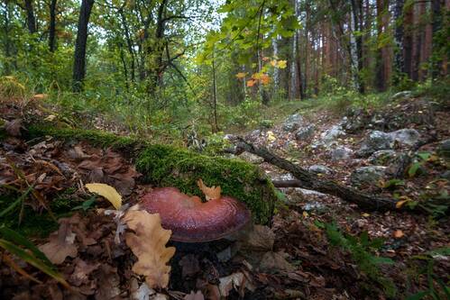 Трутовик печёночник...