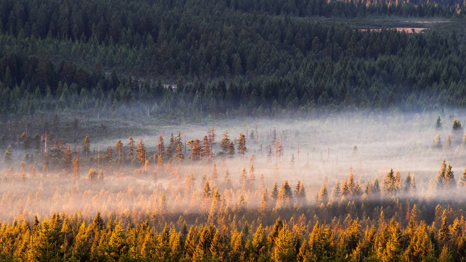 czechia,czech,jizera,morning,misty,fog,foggy,sun,sunrise,magic,golden hour, Slavom&iacute;r Gajdo&scaron;