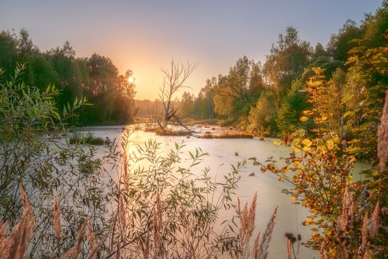 Золото заката.... фото превью