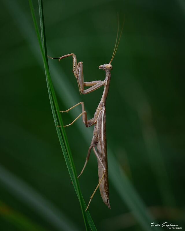 MANTIS фото превью