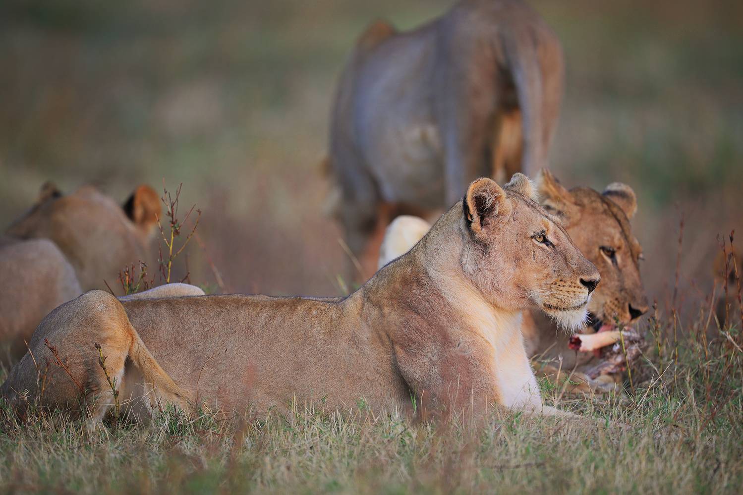 , Худзинская Ирина