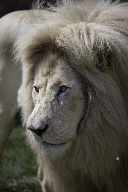 White lion фото превью