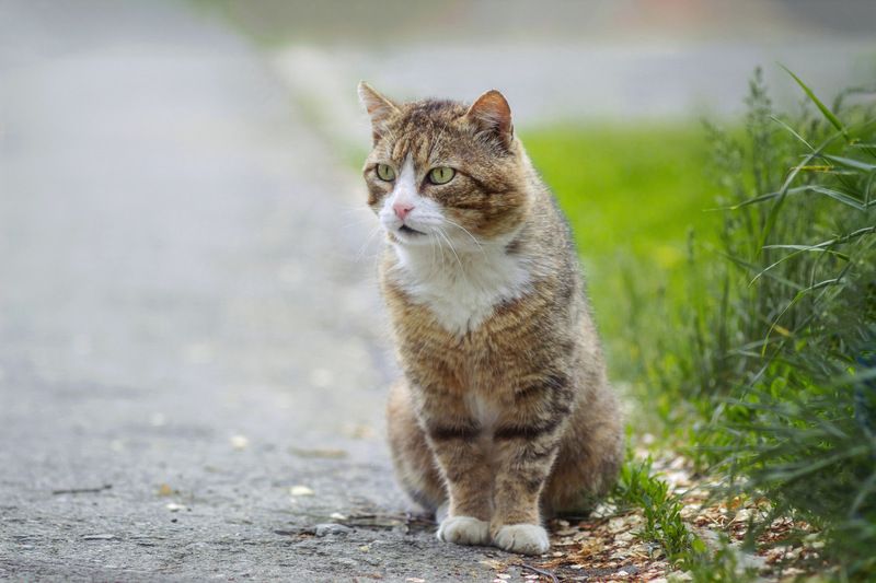 домашний кот Влюбился. фото превью