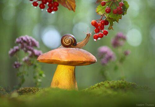 Верхом на Императоре