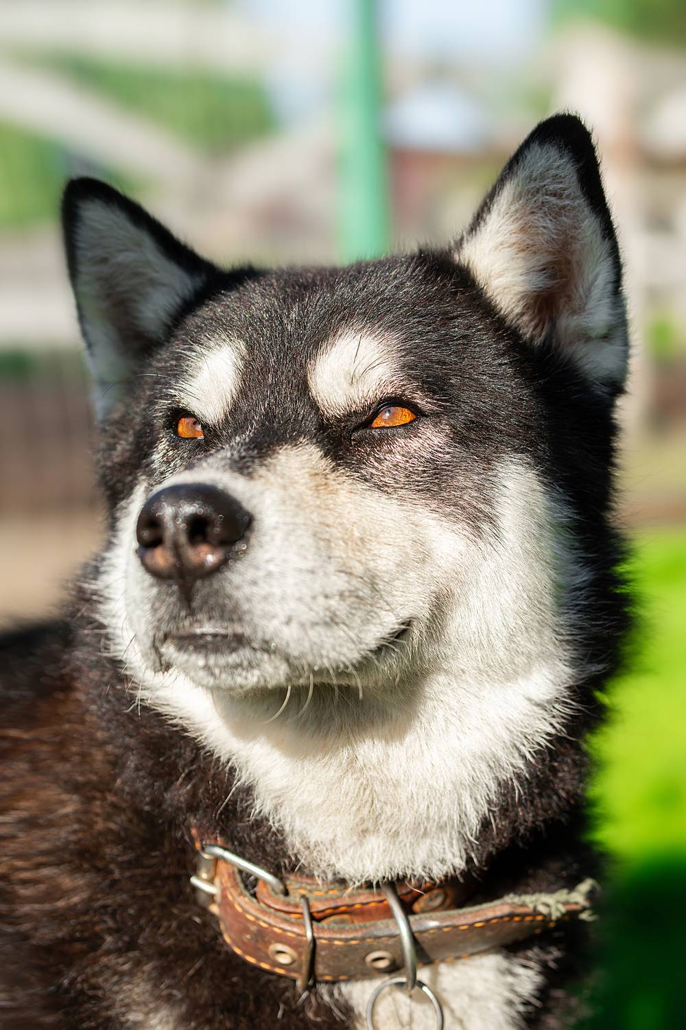 , Корнеев Алексей