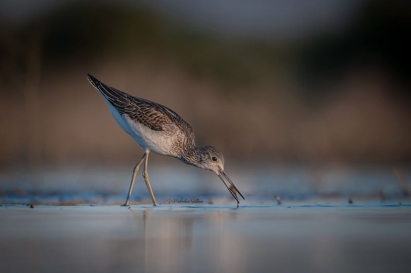 фотоохота, птица, кулики, осень, птицы, улит, большой улит Улиты. фото превью