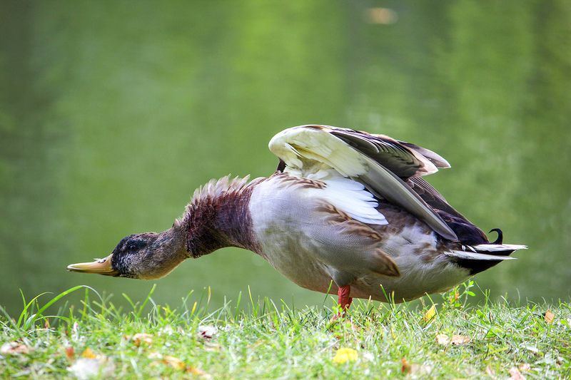 Потягуши фото превью