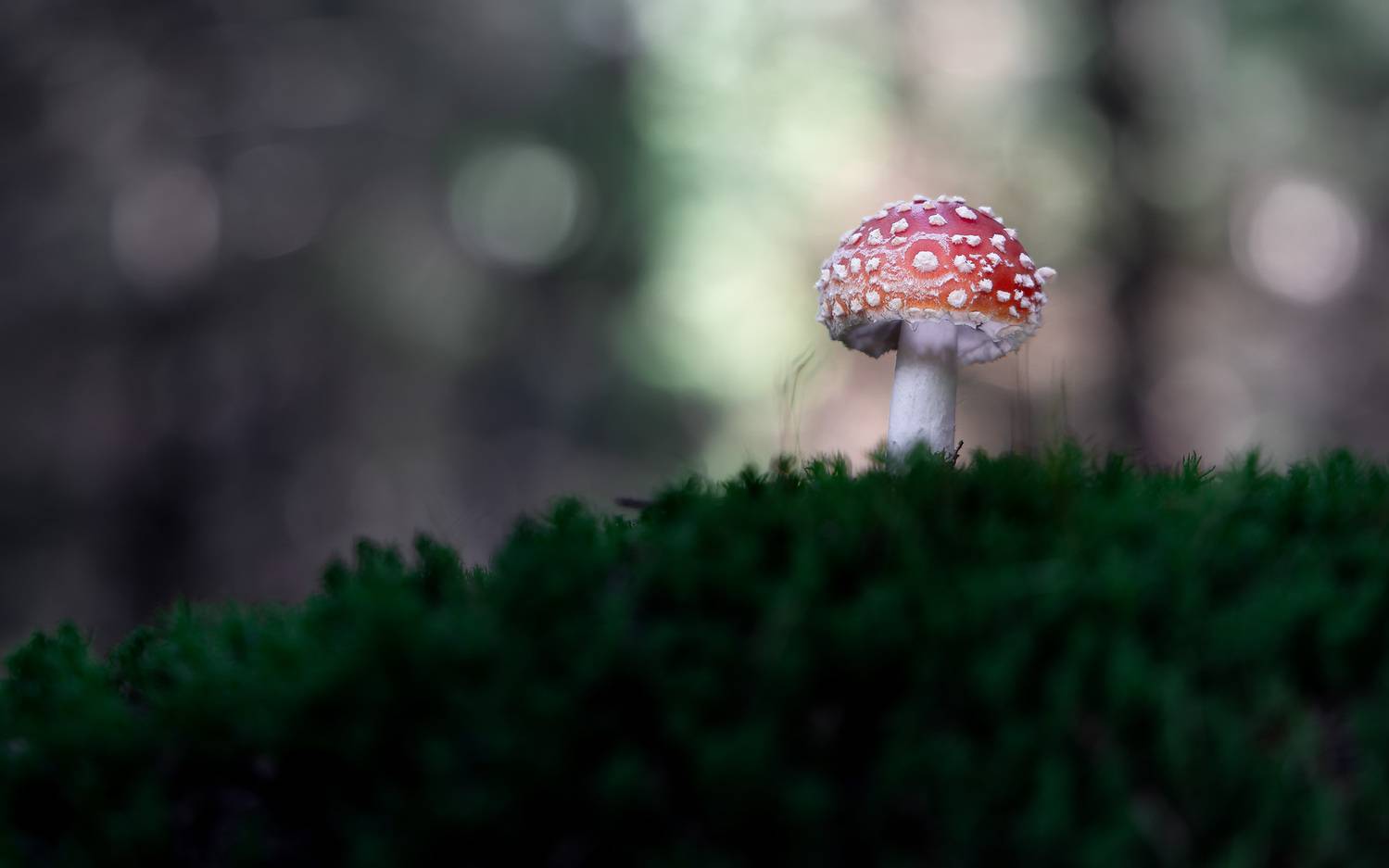 , Загруев Михаил