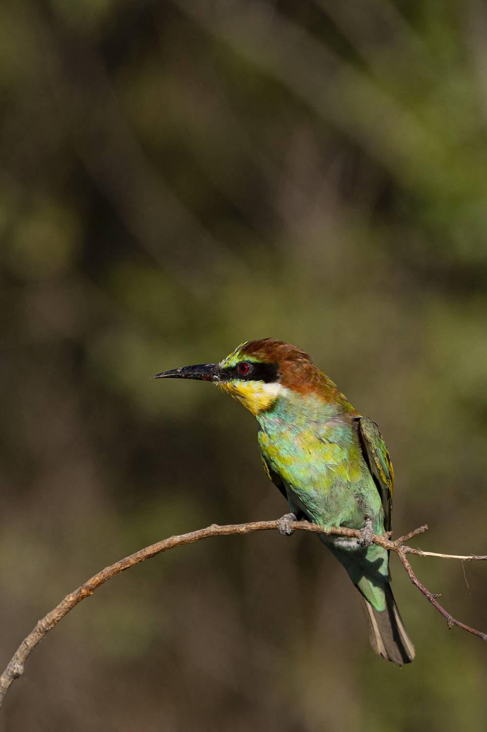 природа, Валерий Черняк